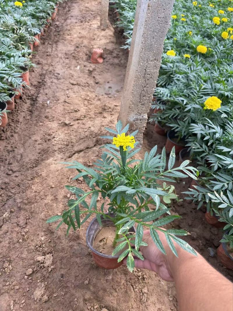 精品万寿菊优质万寿菊自产自销
