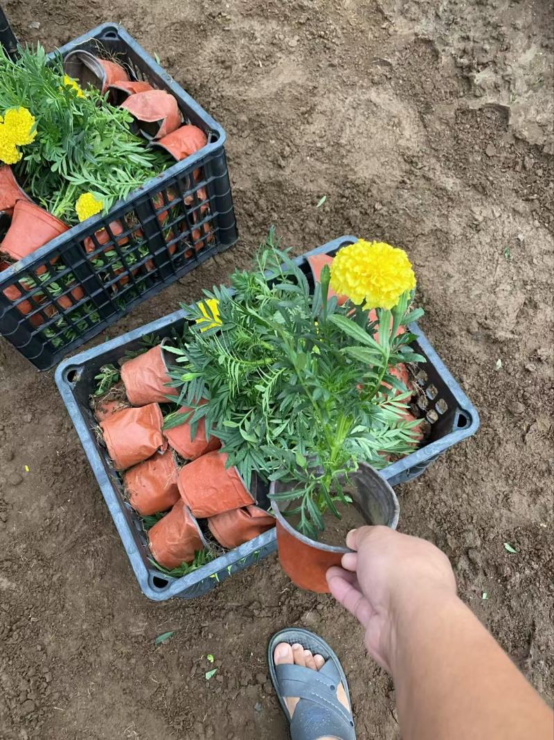 精品万寿菊优质万寿菊自产自销