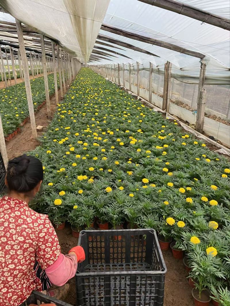 精品万寿菊优质万寿菊自产自销