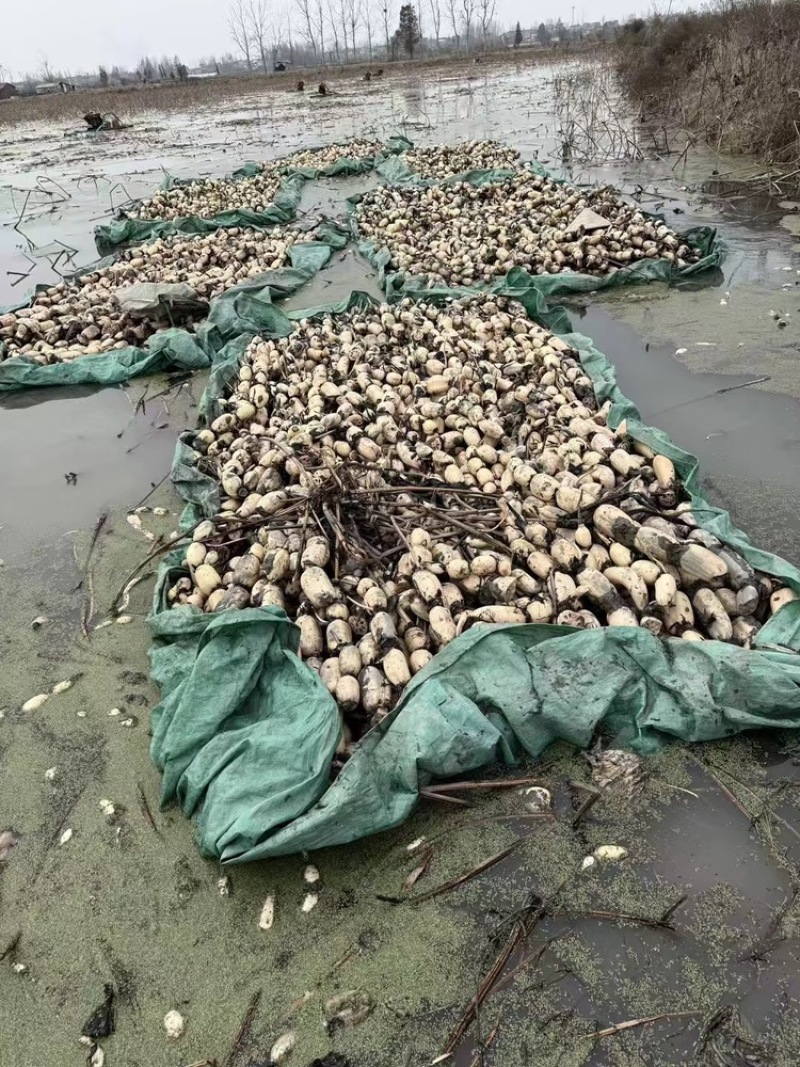 湖北脆莲藕，产地直发，大量有货，欢迎各位老板咨询采购