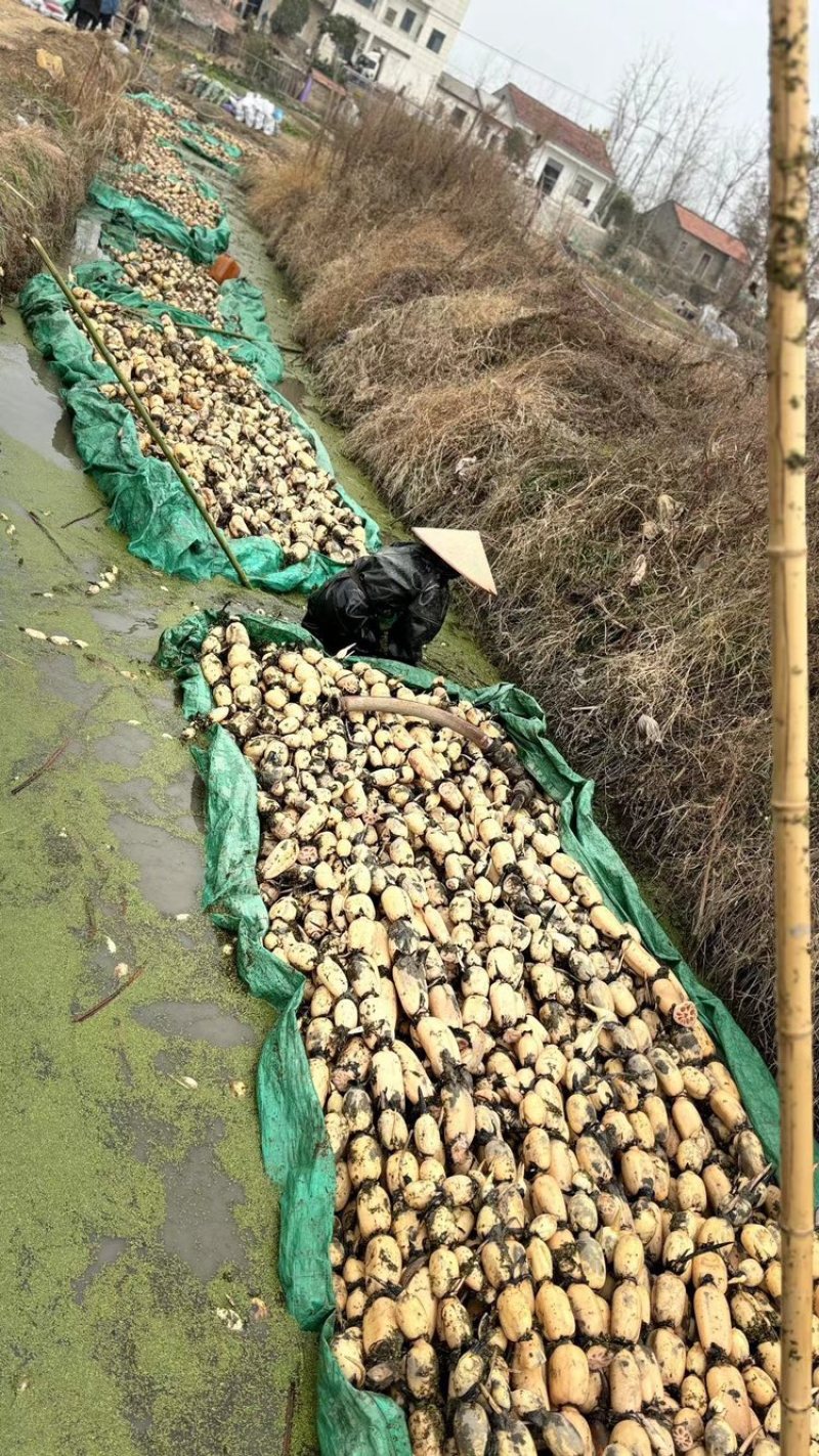 湖北脆莲藕，产地直发，大量有货，欢迎各位老板咨询采购