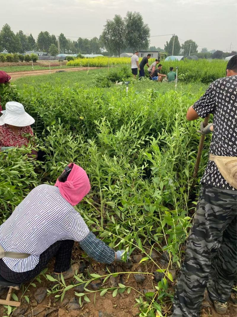 精品连翘优质连翘