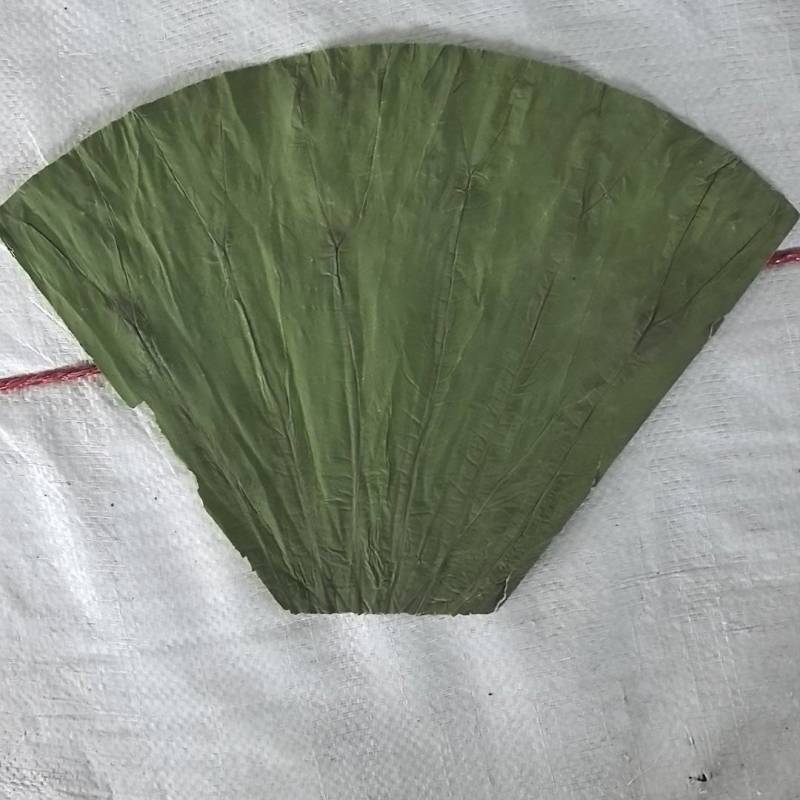 【荷叶】水果荷叶，可做饭店用支持一件代发包邮