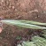 精品花叶菖蒲