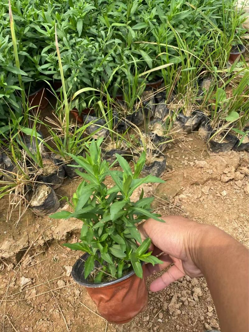 精品紫菀优质紫菀自产自销