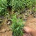 精品紫菀优质紫菀自产自销