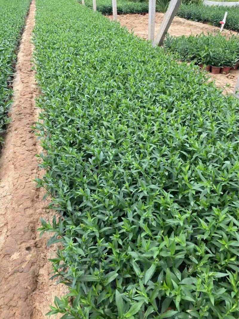 精品荷兰菊优质荷兰菊荷兰菊自产自销