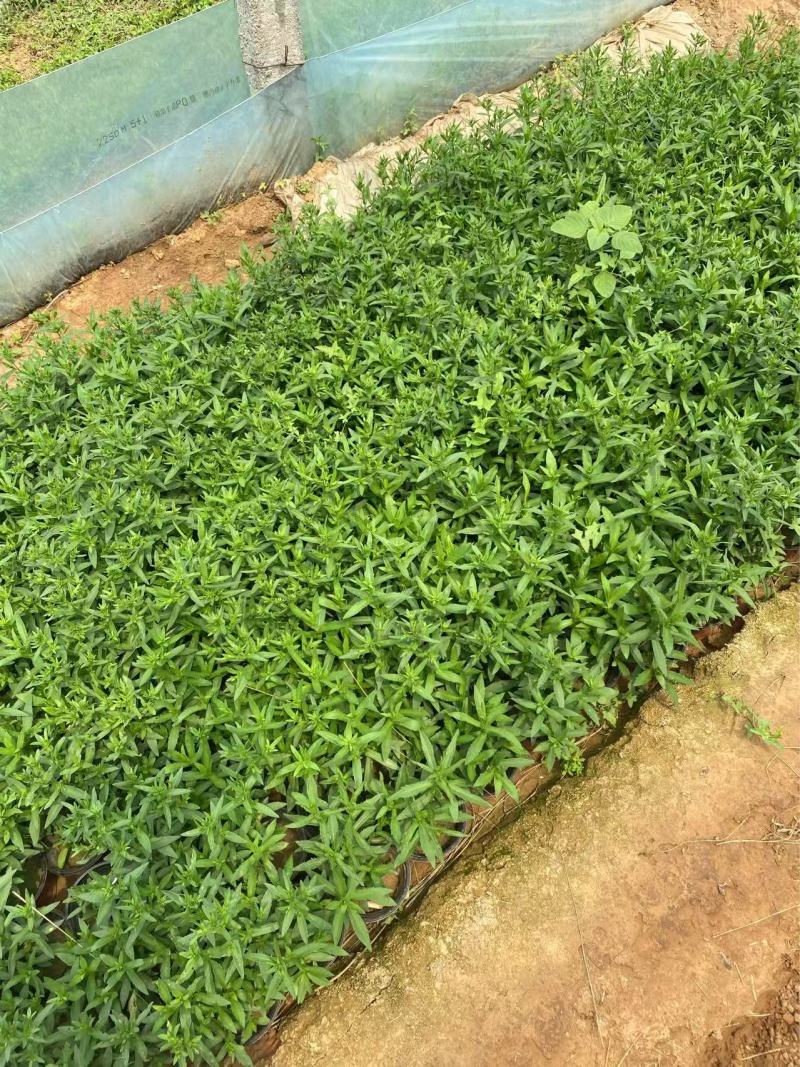 精品荷兰菊优质荷兰菊荷兰菊自产自销