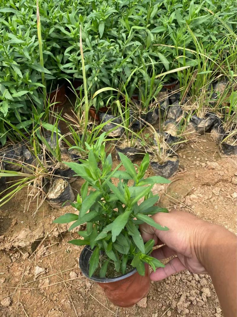 精品荷兰菊优质荷兰菊荷兰菊自产自销