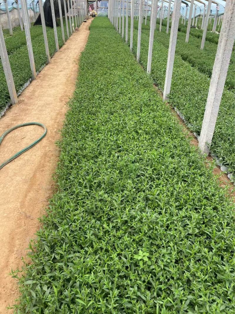 精品荷兰菊优质荷兰菊荷兰菊自产自销
