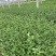 精品荷兰菊优质荷兰菊荷兰菊自产自销