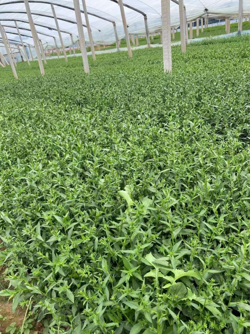 精品荷兰菊优质荷兰菊荷兰菊自产自销
