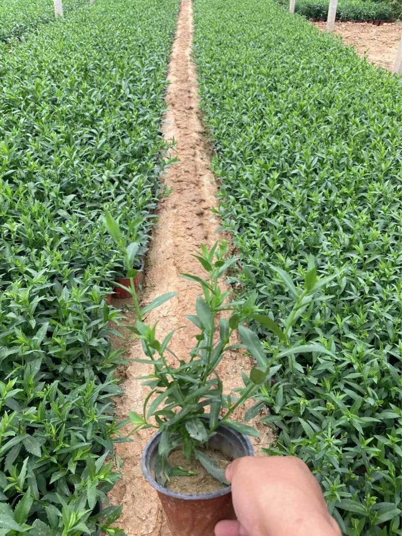 精品荷兰菊优质荷兰菊荷兰菊自产自销