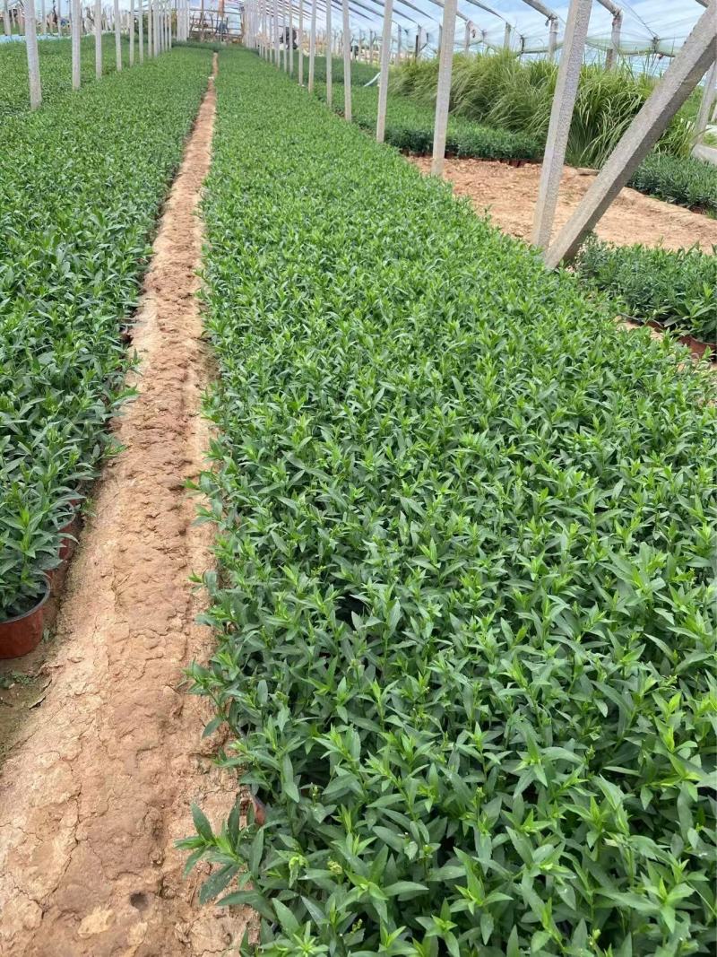 精品荷兰菊优质荷兰菊荷兰菊自产自销
