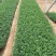 精品荷兰菊优质荷兰菊荷兰菊自产自销