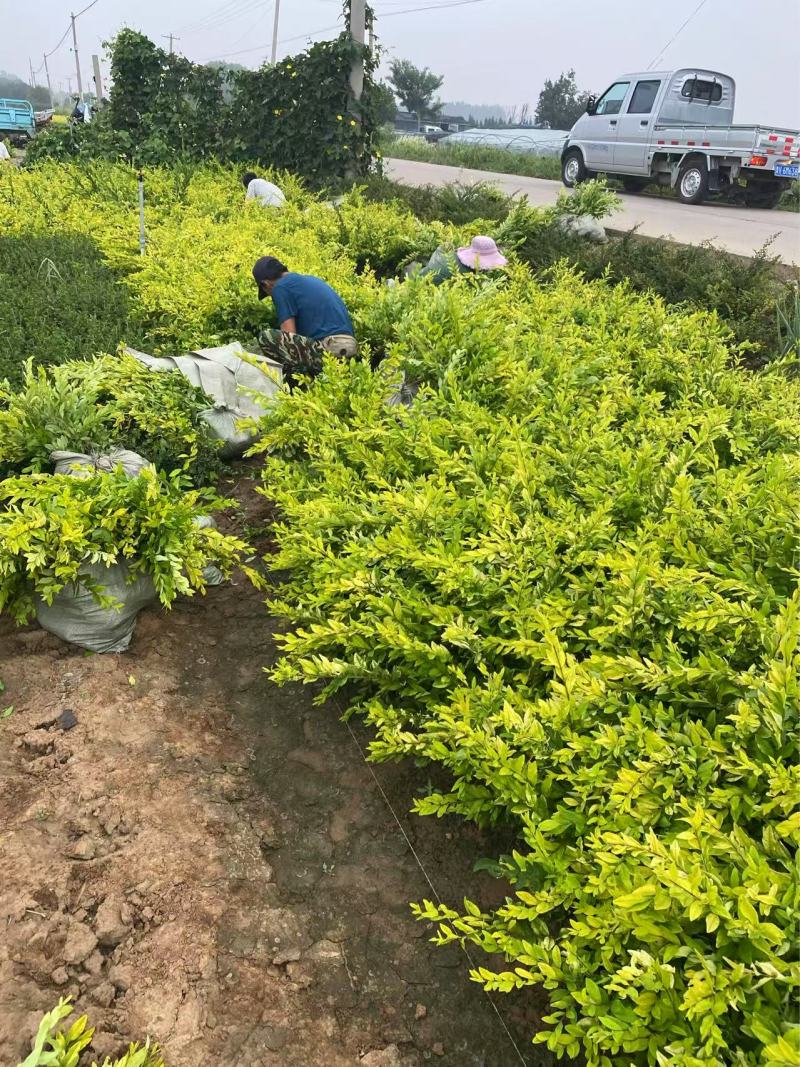 精品金叶水蜡优质金叶水蜡自产自销