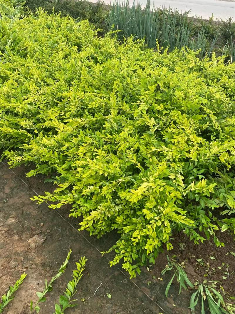 精品金叶水蜡优质金叶水蜡自产自销