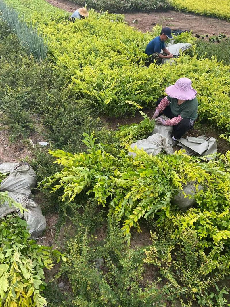 精品金叶水蜡优质金叶水蜡自产自销
