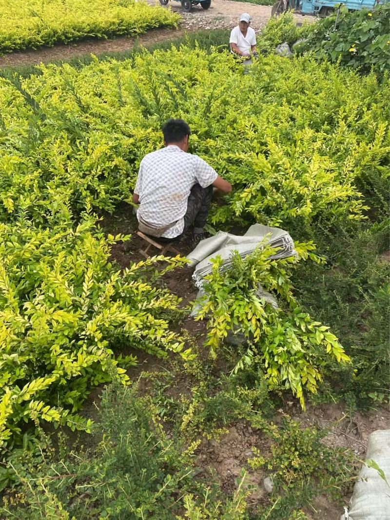 精品金叶水蜡优质金叶水蜡自产自销