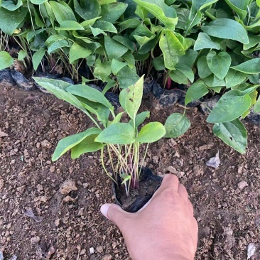 精品松果菊优质松果菊松果菊自产自销