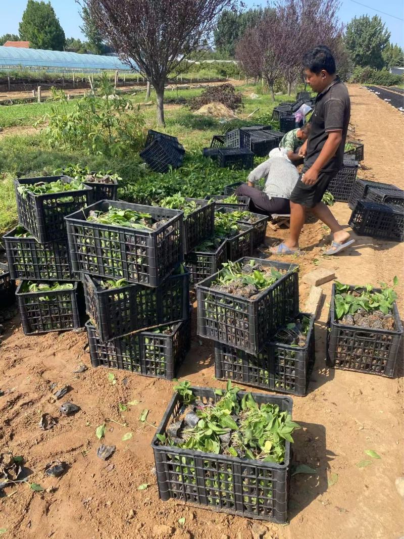 精品松果菊优质松果菊松果菊自产自销