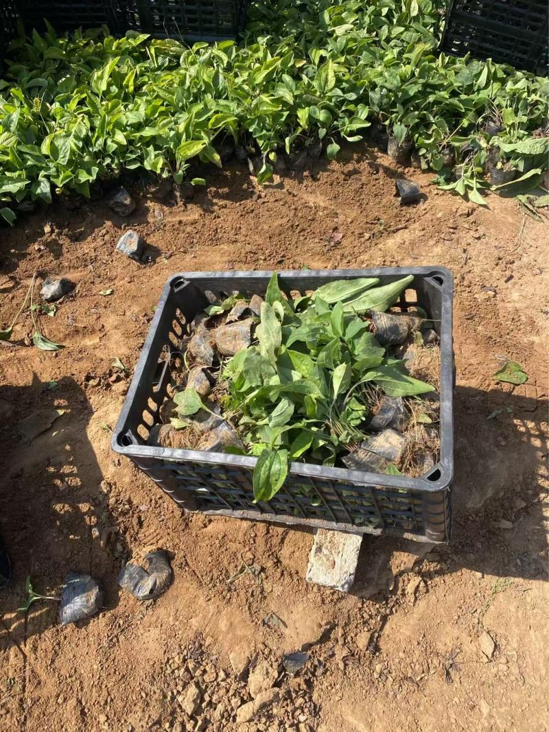 精品松果菊优质松果菊松果菊自产自销