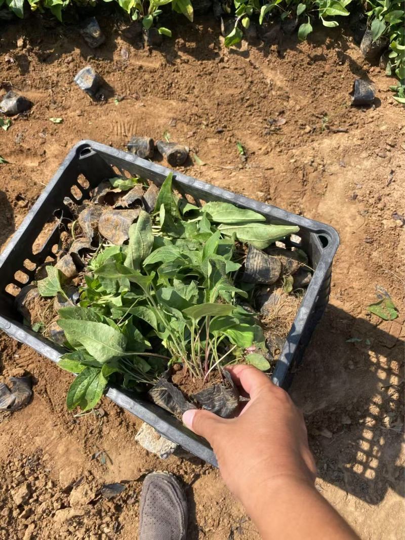 精品松果菊优质松果菊松果菊自产自销