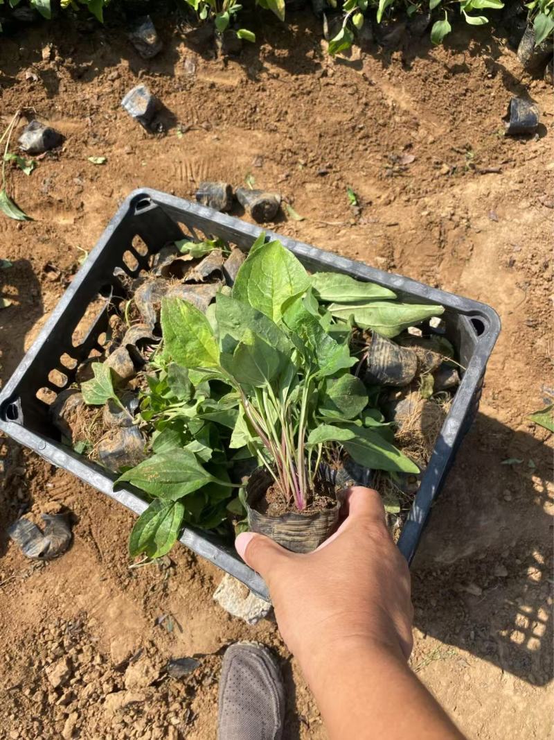 精品松果菊优质松果菊松果菊自产自销