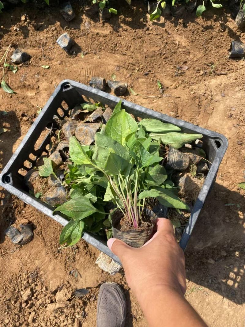 精品松果菊优质松果菊松果菊自产自销