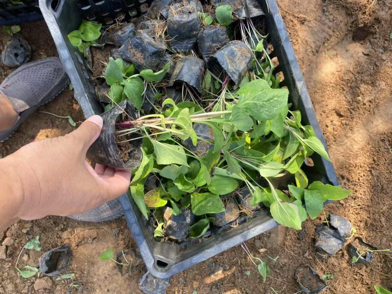 精品松果菊优质松果菊松果菊自产自销