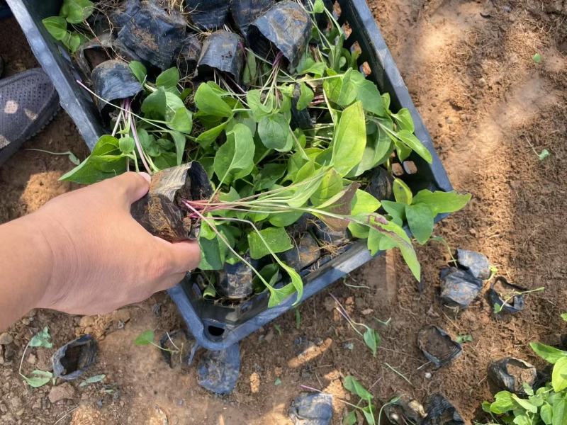 精品松果菊优质松果菊松果菊自产自销