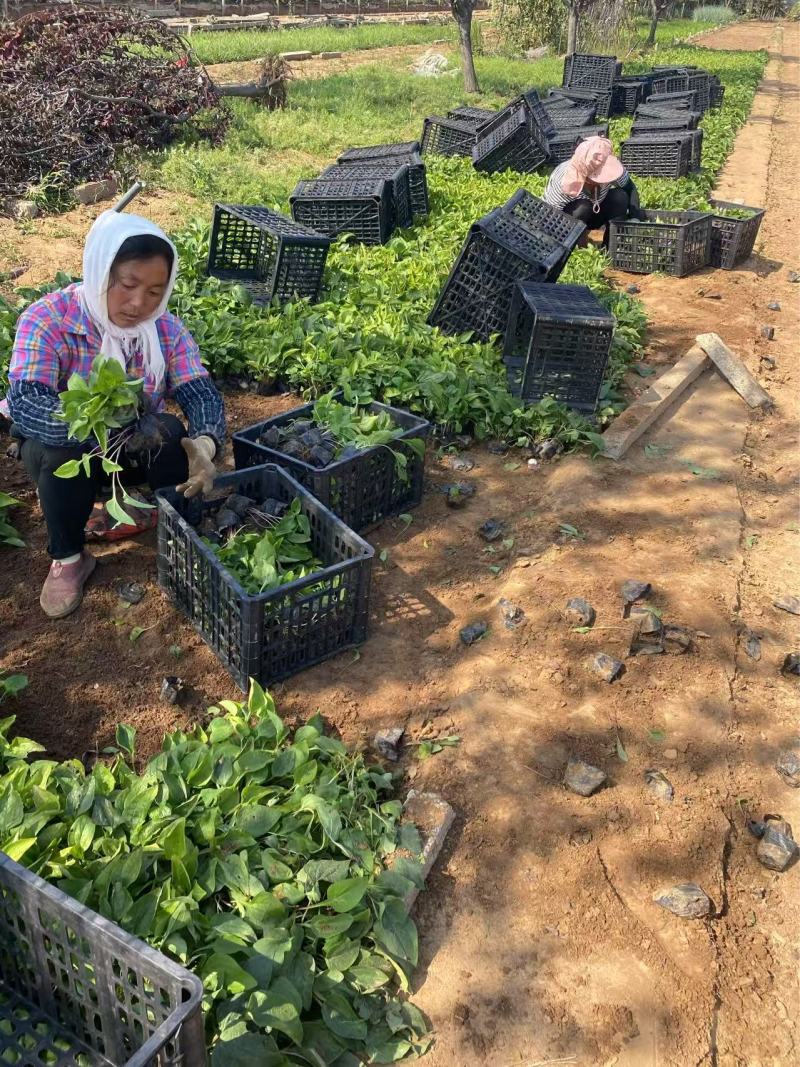 精品松果菊优质松果菊松果菊自产自销