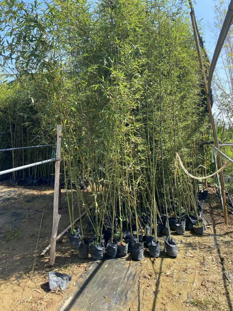 精品早园竹优质早园竹自产自销