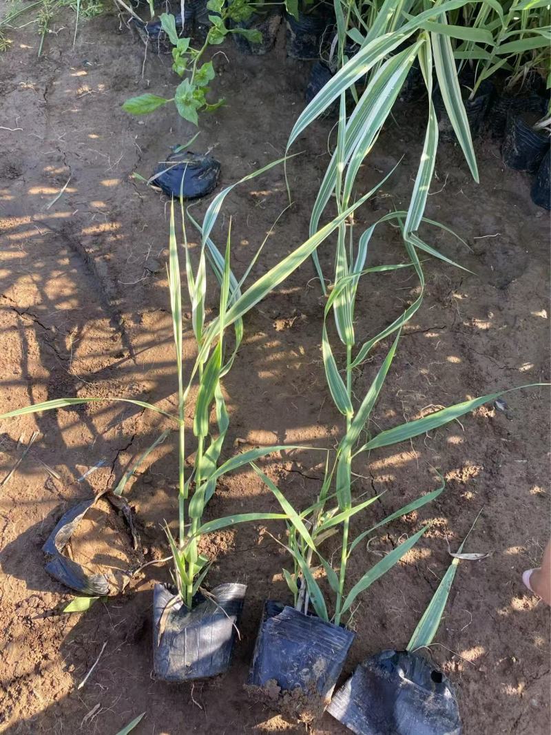 精品花叶芦竹优质花叶芦竹花叶芦竹自产自销