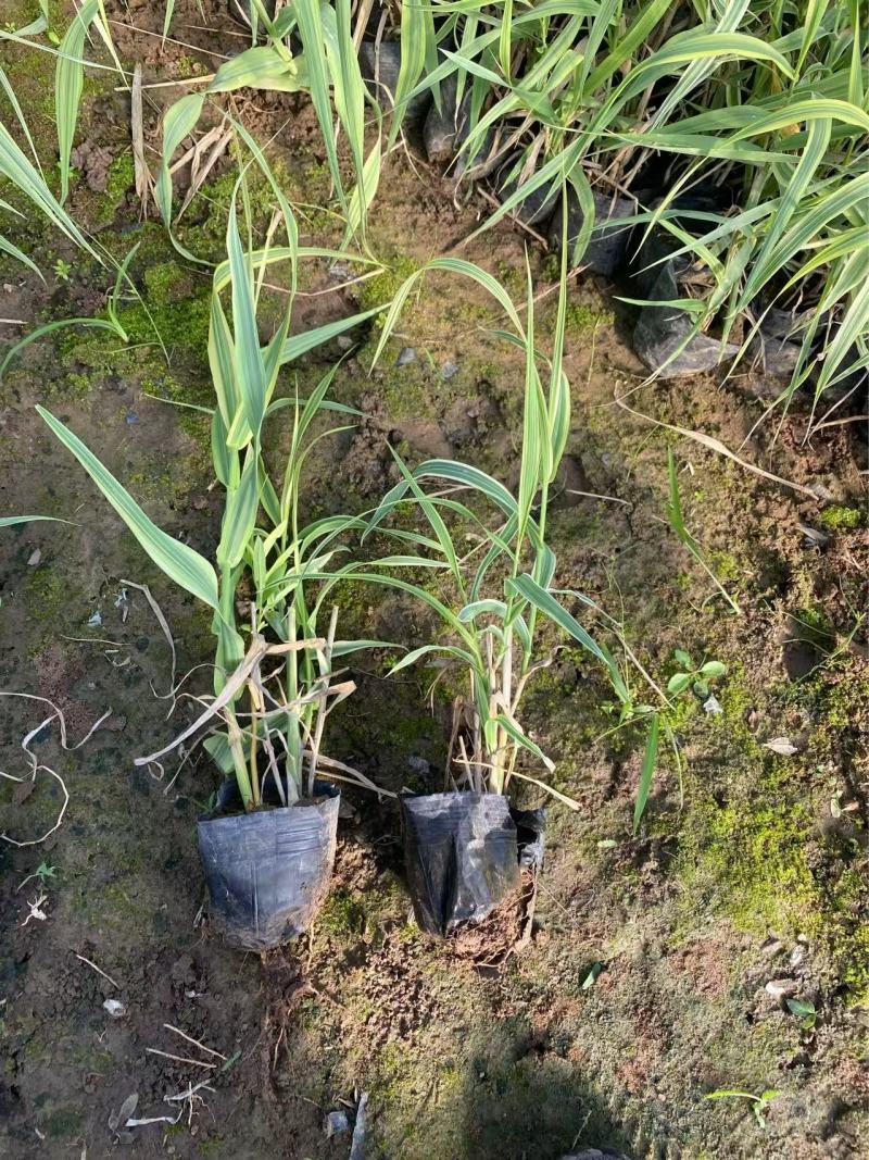 精品花叶芦竹优质花叶芦竹花叶芦竹自产自销