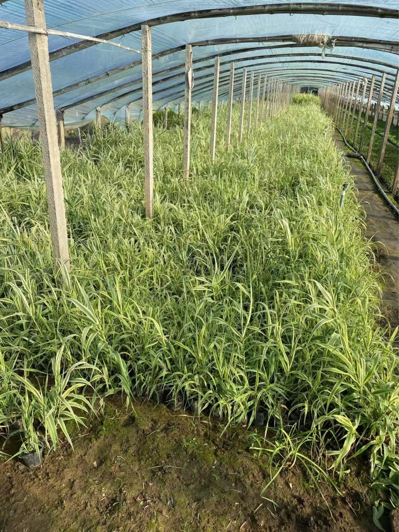 精品花叶芦竹优质花叶芦竹花叶芦竹自产自销