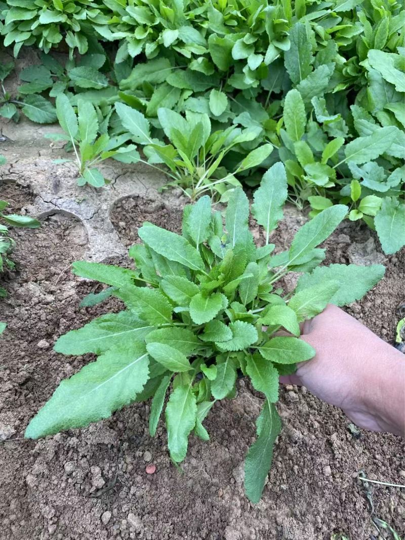 精品鼠尾草优质蓝花鼠尾草地被鼠尾草自产自销