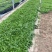 精品鼠尾草优质蓝花鼠尾草地被鼠尾草自产自销