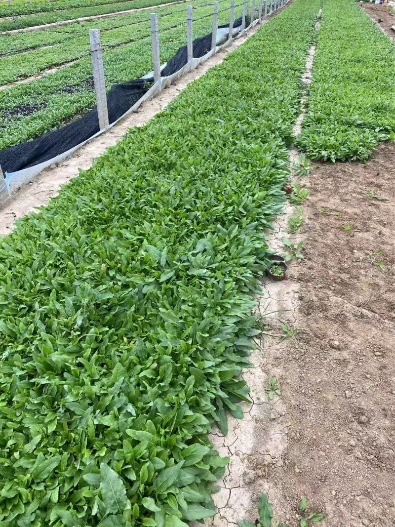 精品鼠尾草优质蓝花鼠尾草地被鼠尾草自产自销