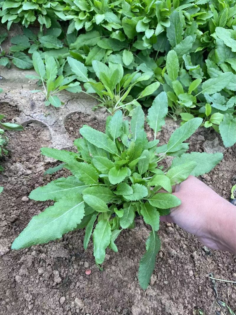 精品鼠尾草优质蓝花鼠尾草地被鼠尾草自产自销