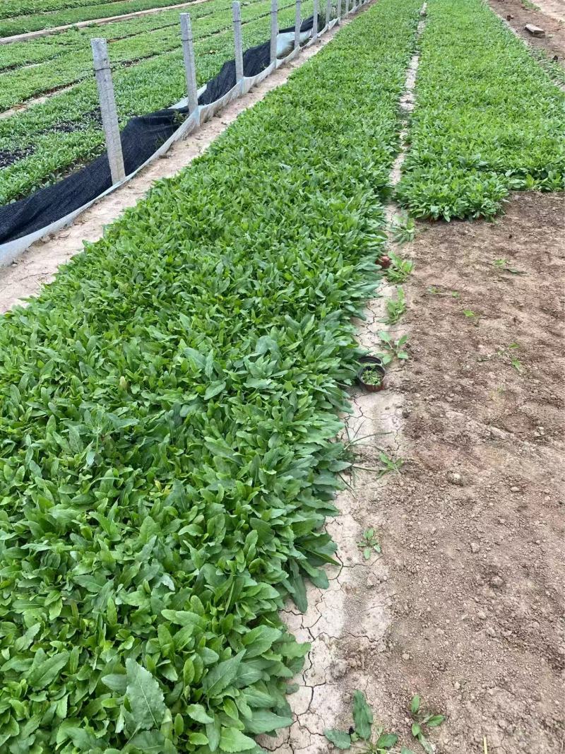 精品鼠尾草优质蓝花鼠尾草地被鼠尾草自产自销