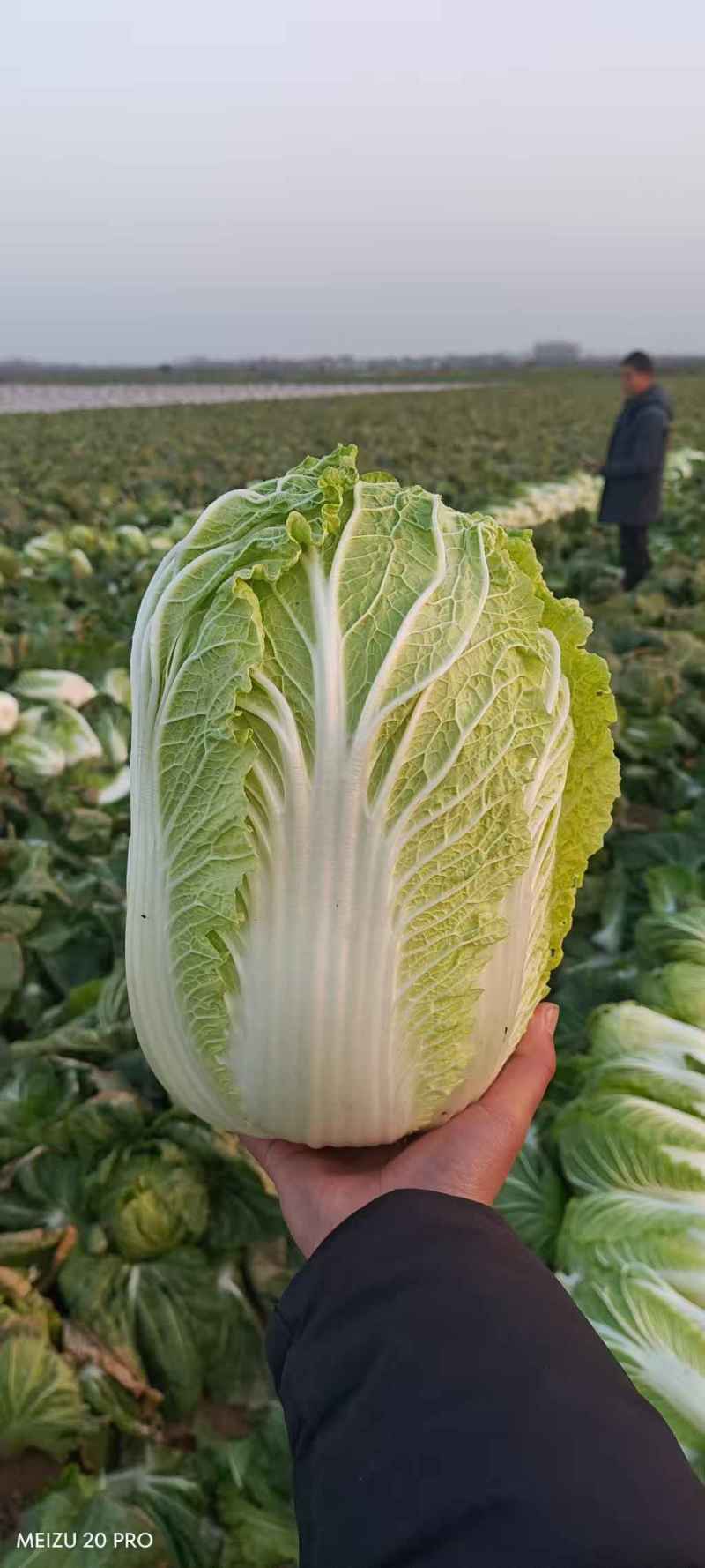 黄心白菜河南南阳产地一手货源，对接市场工厂，量大从优
