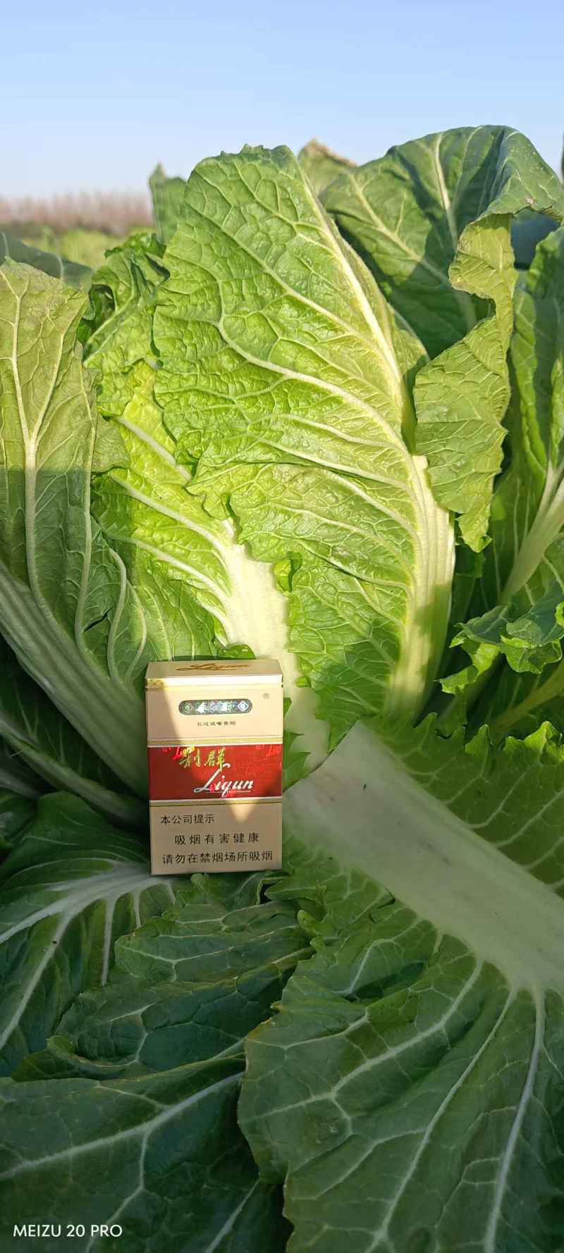 精品矮棵大白菜黄心白菜，价格美丽，需要的老板请联系