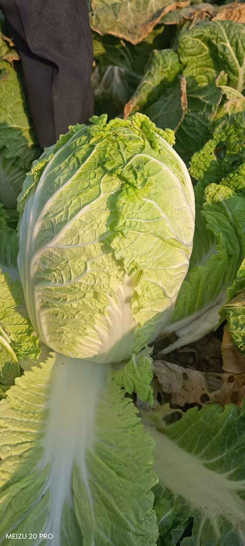 精品矮棵大白菜黄心白菜，价格美丽，需要的老板请联系