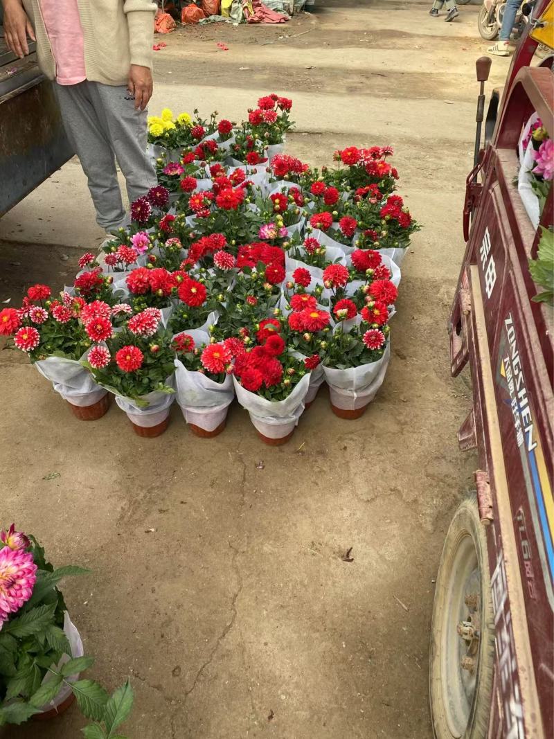精品大丽花,优质大丽花大丽花自产自销