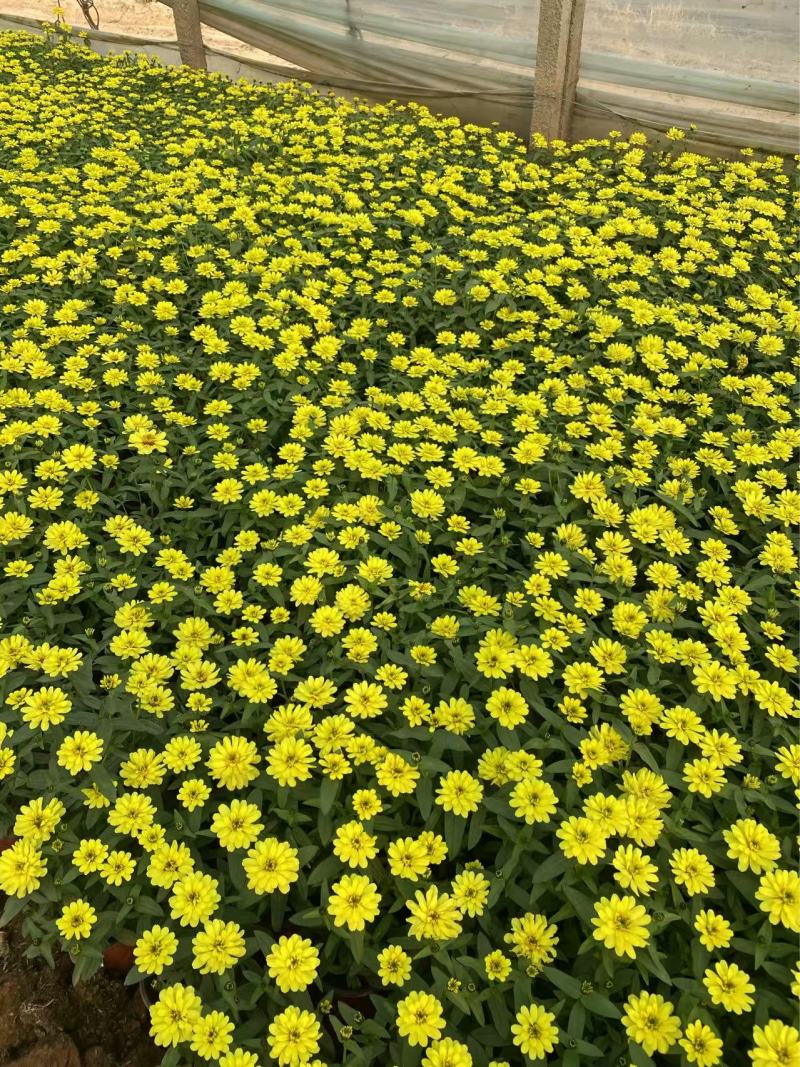 精品双色盆百日草优质小花百日草百日草自产自销