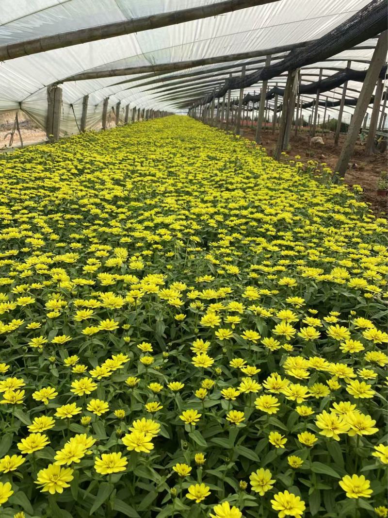 精品双色盆百日草优质小花百日草百日草自产自销