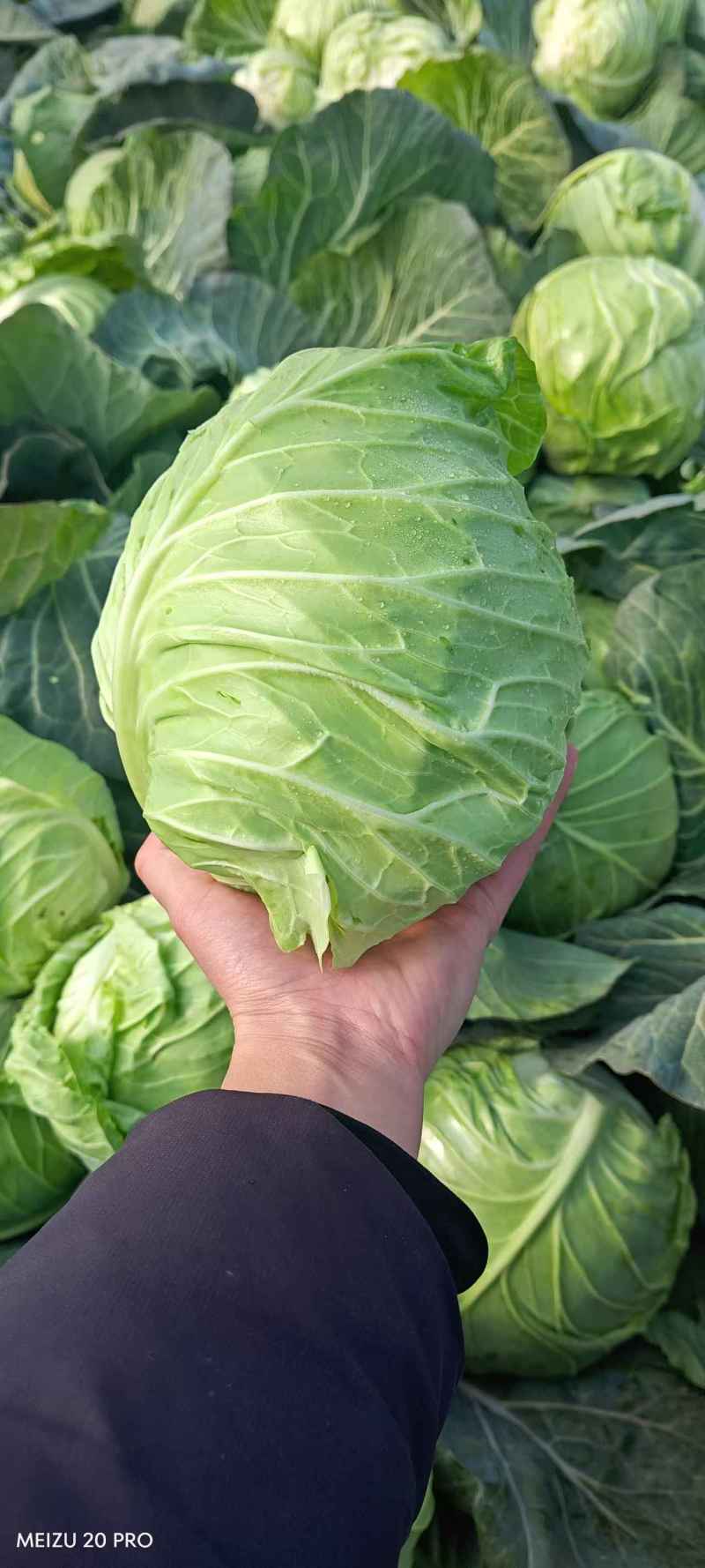 邓州甘蓝圆包菜产地一手货源量大从优全国发货联系