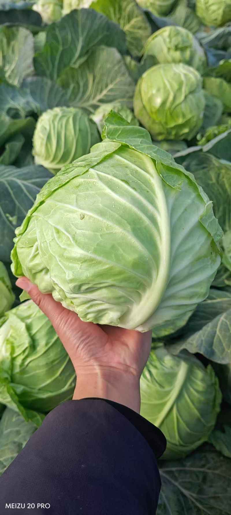 邓州甘蓝圆包菜产地一手货源量大从优全国发货联系