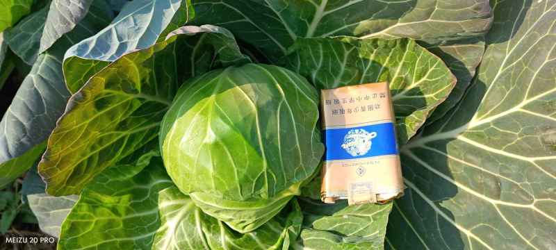 邓州甘蓝圆包菜产地一手货源量大从优全国发货联系